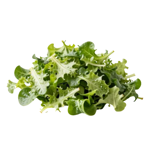 Mixed green salad